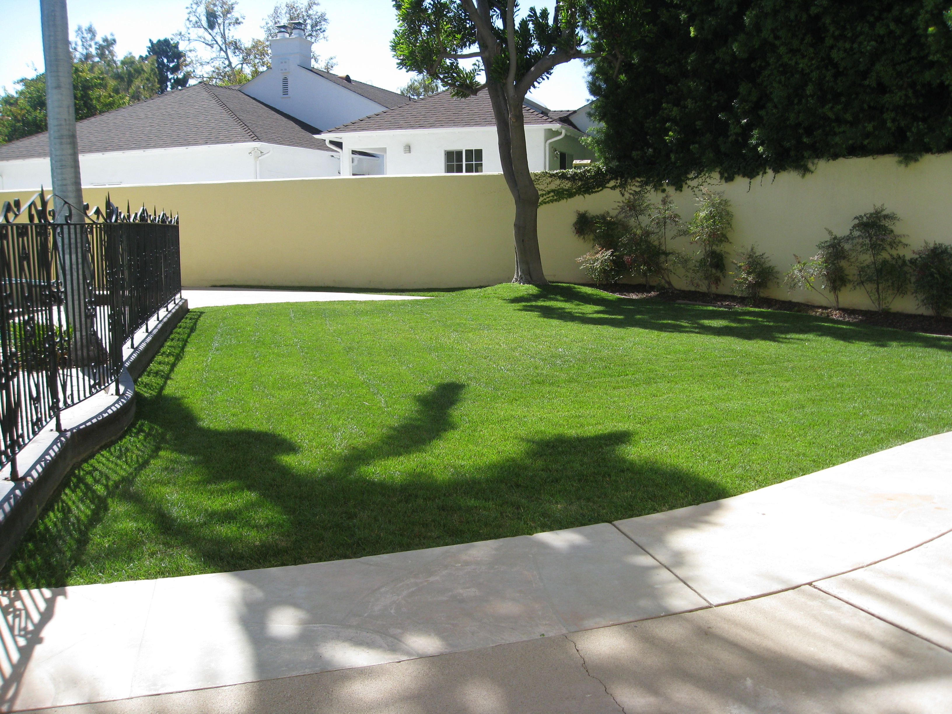 Backyard lawn recovery project